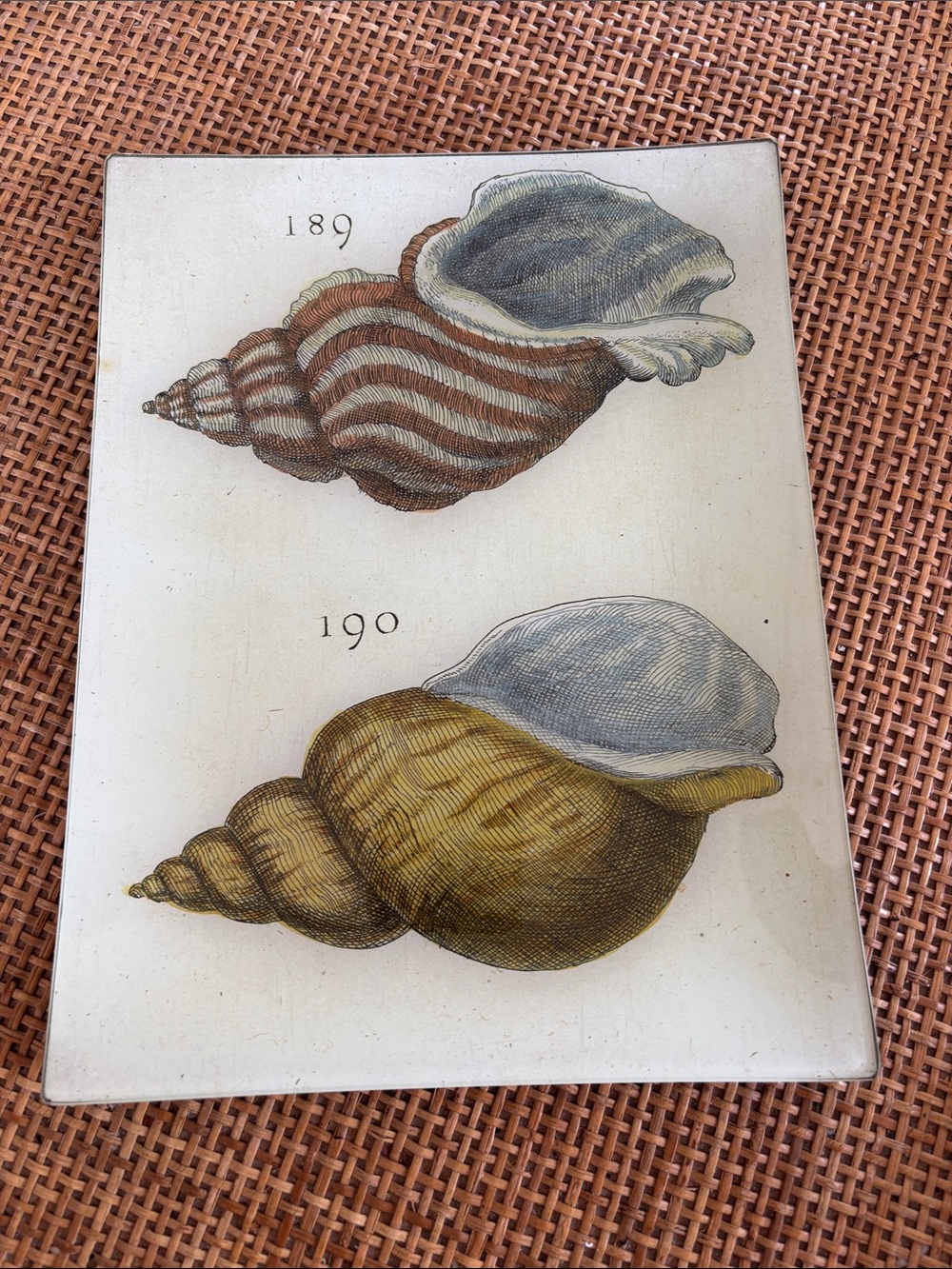 John Derian Decoupage Seashell Illustration Print Glass Tray signed